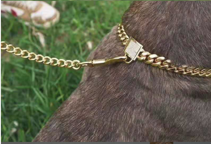 Titanium Steel Dog Collar with Gold Chain Buckle